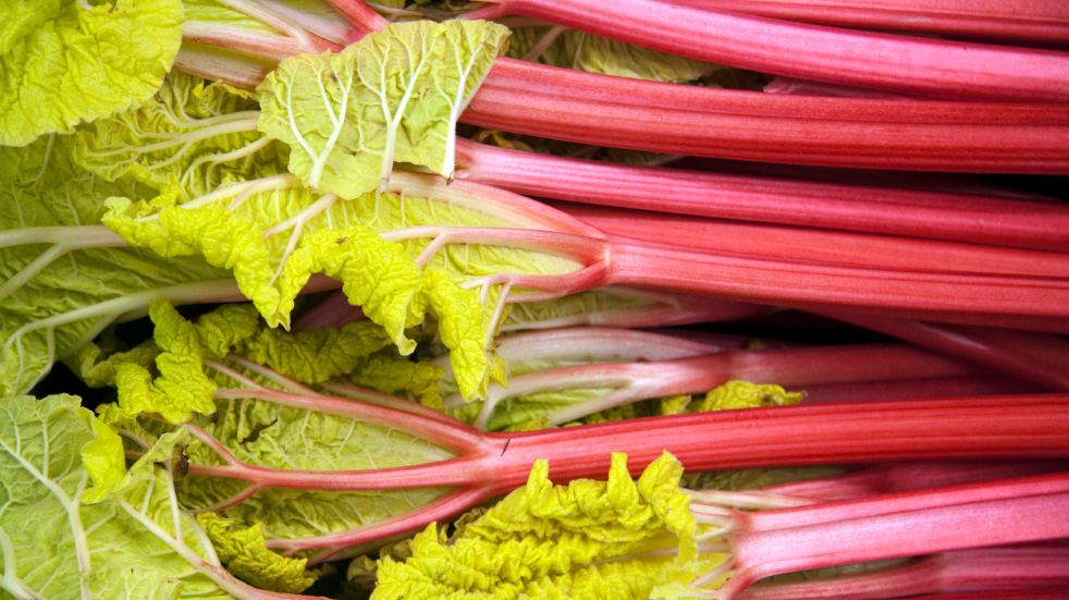 Rhubarb